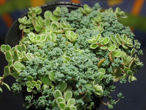 おしゃれでかわいい多肉植物 種類もたくさん セダムの植え方