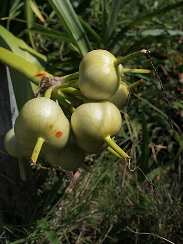 ハマユウとは ほぼふつうの植物図鑑