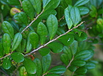 ハマヒサカキの葉