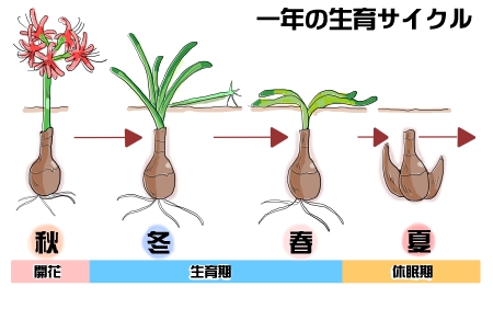 彼岸花球根500球　来年開花用　曼珠沙華　ヒガンバナ球根 赤色