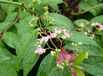 コムラサキの花
