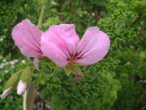 センテッドゼラニウム