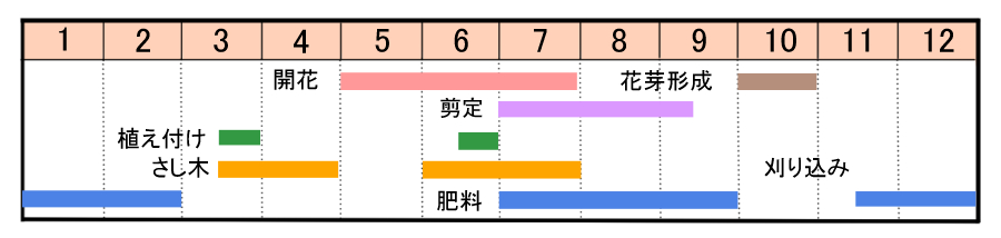 アジサイの育て方 ヤサシイエンゲイ