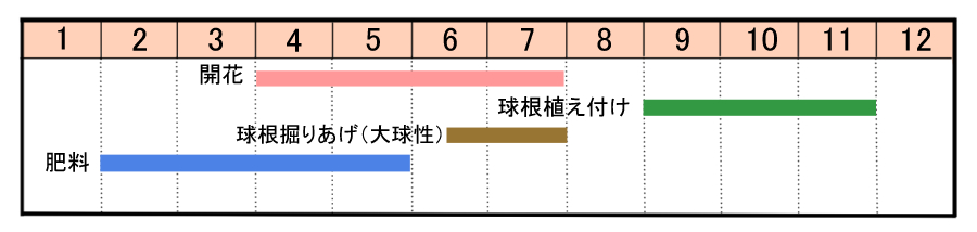 アリウムの育て方 ヤサシイエンゲイ