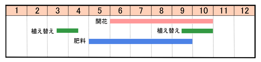 アンゲロニアの育て方 ヤサシイエンゲイ