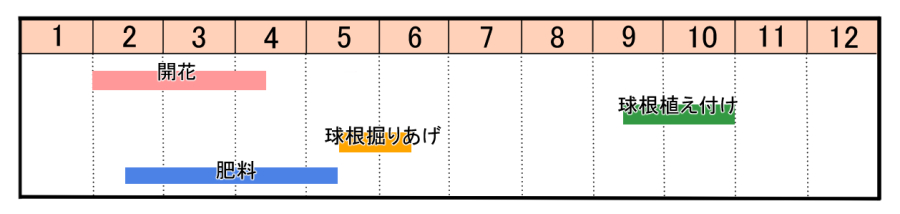 クロッカスの育て方 ヤサシイエンゲイ