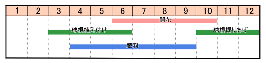 グラジオラスの育て方 ヤサシイエンゲイ