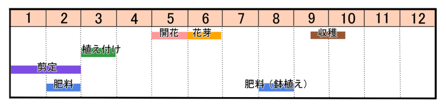 クルミの育て方 ヤサシイエンゲイ