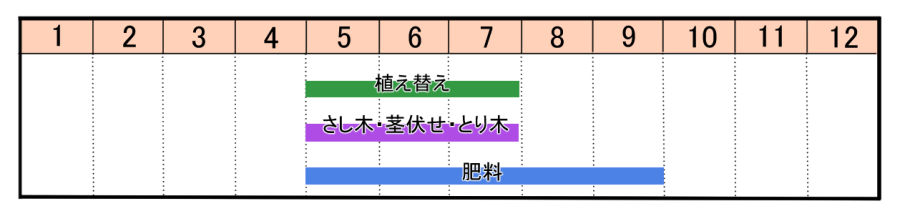 コルディリネの育て方 ヤサシイエンゲイ