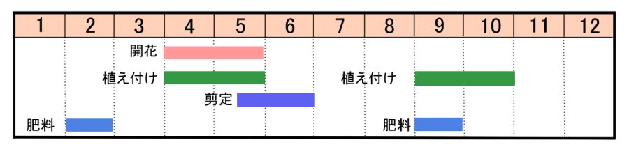 トキワマンサクの育て方 ヤサシイエンゲイ