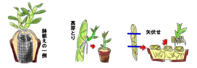 鉢植えの例