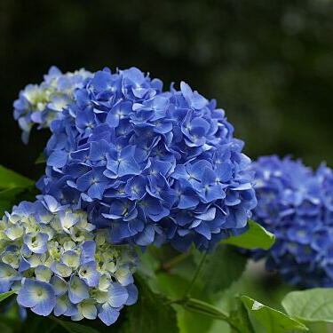 紫陽花 地 植え 時期