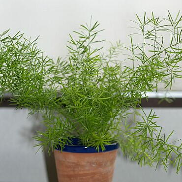 アスパラガス 観葉植物 の育て方 ヤサシイエンゲイ