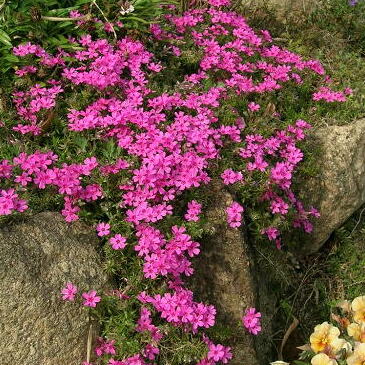 シバザクラ 芝桜 の育て方 ヤサシイエンゲイ