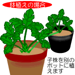 鉢植えの場合