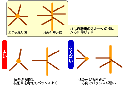 剪定