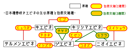 系図