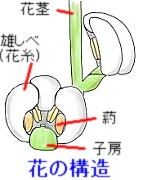 花の構造