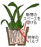 植え替え