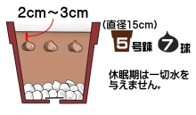 球根の植え付け