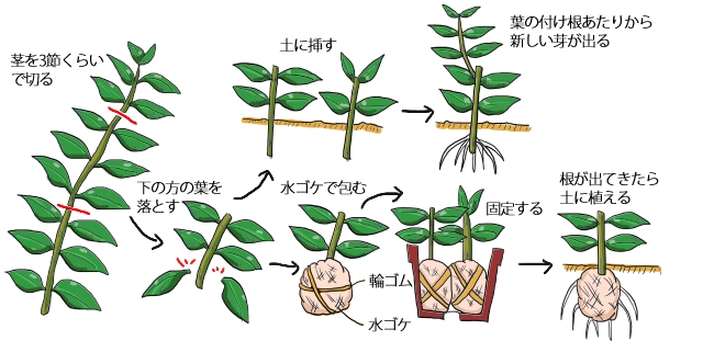 さし木