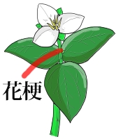 花梗