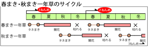 春まきと秋まき