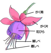 花の各部