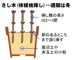 さし木