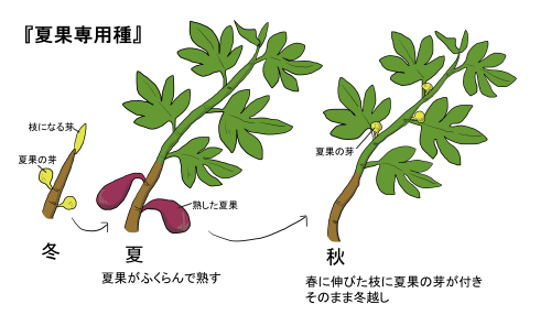 夏果専用種