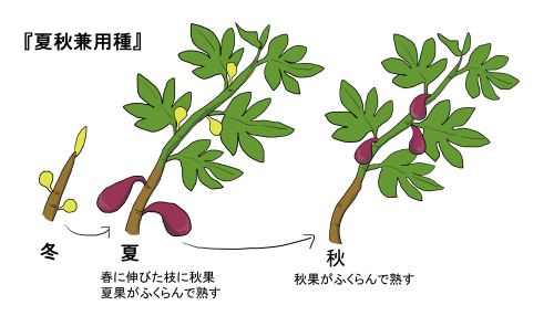 夏秋兼用種