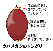 ドングリの特長