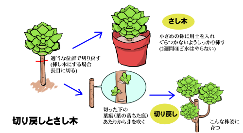 切り戻しとさし木