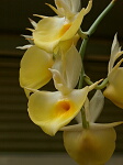 LE`NgẺ