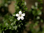 ダンチョウゲの花