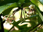 マンリョウの花