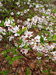 ユスラウメの花