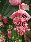 マグニフィカの花