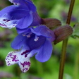 ラショウモンカズラの花