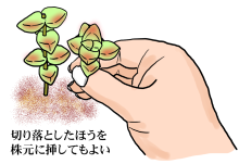 さし芽