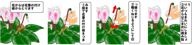 花がら摘み