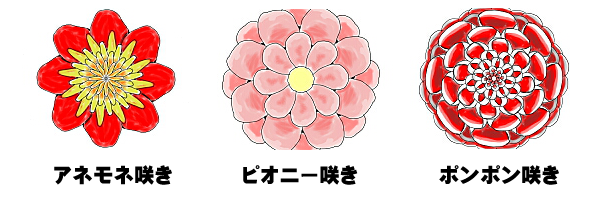 花のかたち2