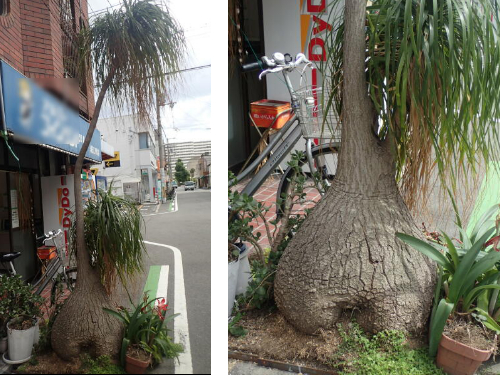 露地植え